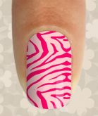 Zebra Rosa e Pink