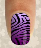 Zebra Roxa