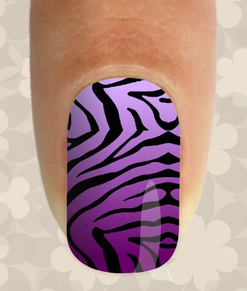 Zebra Roxa
